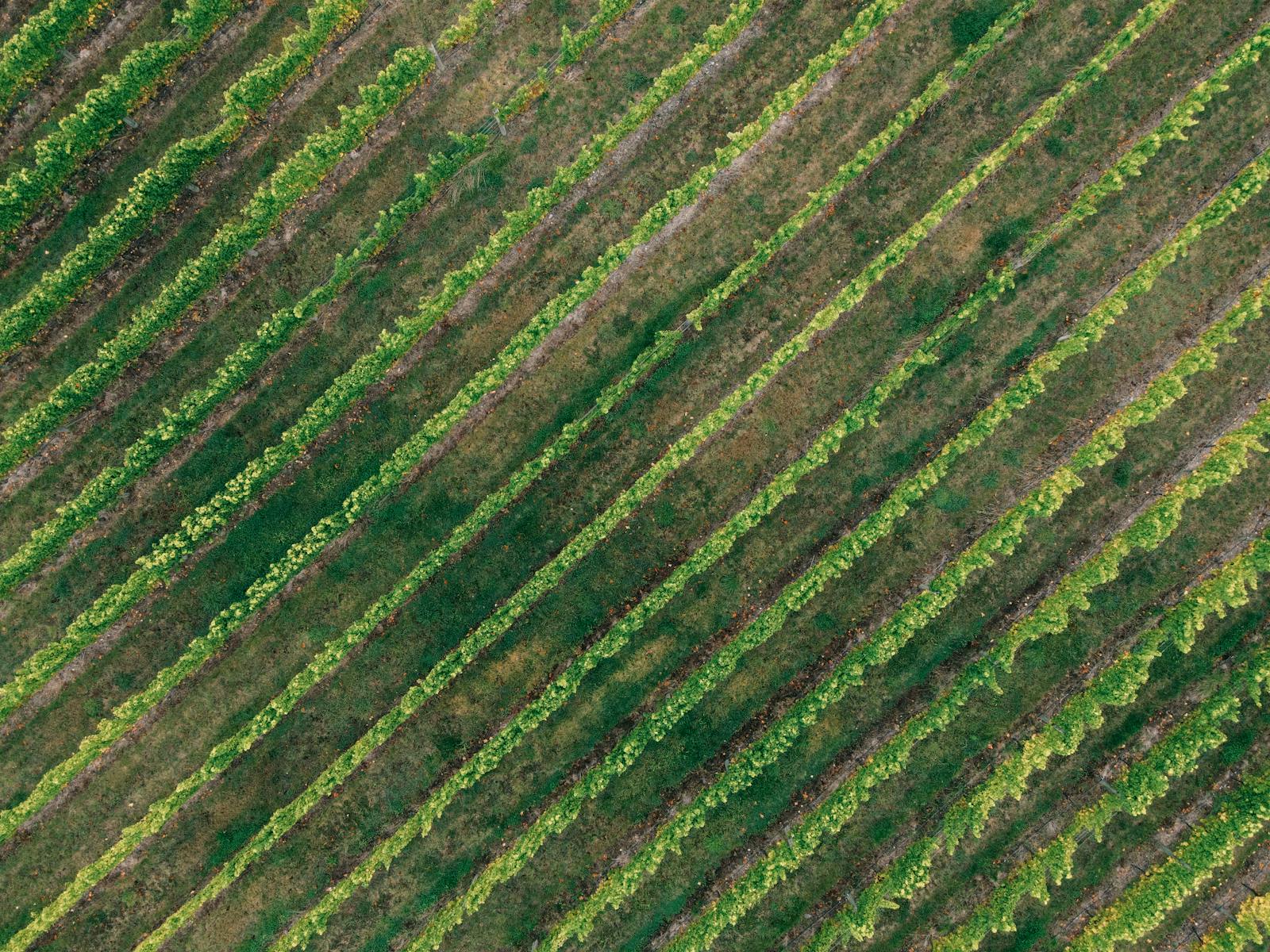 An aerial view of the Vermora estate at golden hour, showing the cellar, kitchen, terrace and eighteen hectares of vines stretching toward the Andes.
